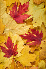Naklejka na ściany i meble closeup autumn maple leaves as background
