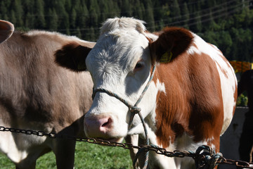 mucca mucche vacca allevamento stalla agricoltore 