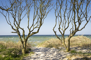 Fototapeta na wymiar Strandzugang zwischen Bäumen 