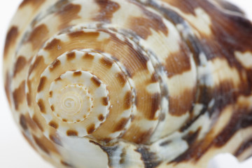 Seashell Close Up