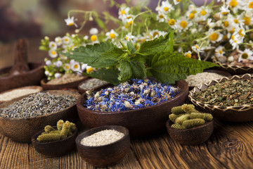 Fresh medicinal herbs on wooden background