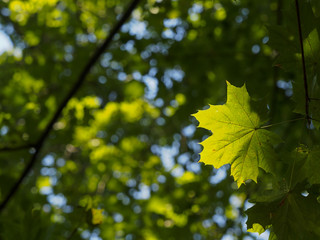 Blätterdach im Spätsommer