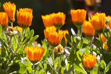 Calendula