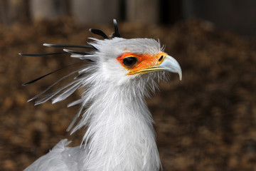 Sekretär