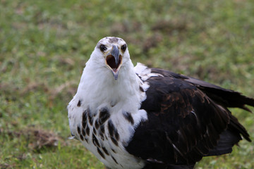 Junger Weisskopfseeadler