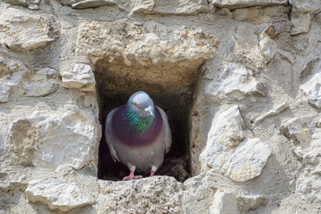 Pigeon