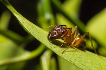 Wood ant (Formica rufa) on the leaves