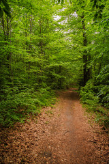 Wasserfall im Wald, wasser biotop