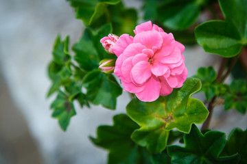 Geranien Blumen Pflanzen Blüten