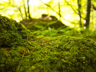 green moss in autumn forest
