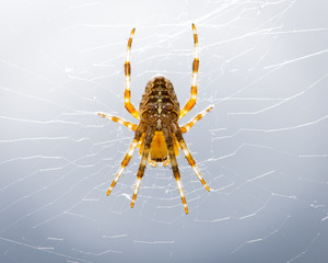 A female Orbweaver on bright background. Backlight brings out the color in her legs.