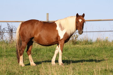 Ponette au repos