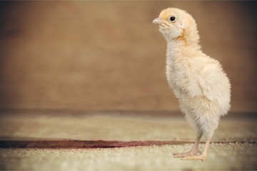 Chick standing.