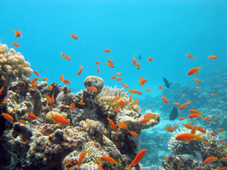 Plakat coral reef with fishes Anthias in tropical sea, underwater