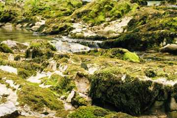 Moss on stones, mountain river. Nature background