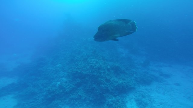 Napoleon-Lippfisch (Cheilinus undulatus)