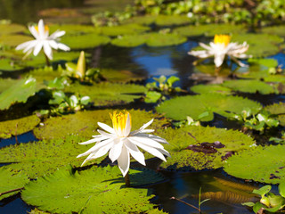 water lily and leaf in pond