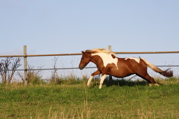 Galop