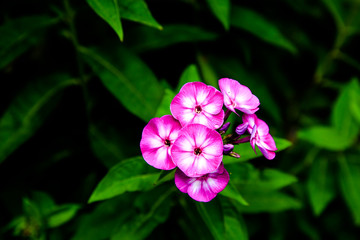 Geranien Blumen Pflanzen Blüten