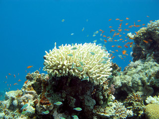 Naklejka na ściany i meble coral reef with exotic fishes in tropical sea, underwater