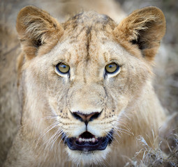 Lion portrait
