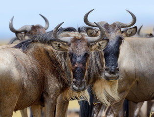 Wildebeest