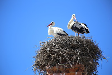 Stork Nest