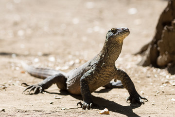Juvenile Komodo Dragon