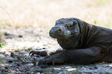 Komodo Dragon