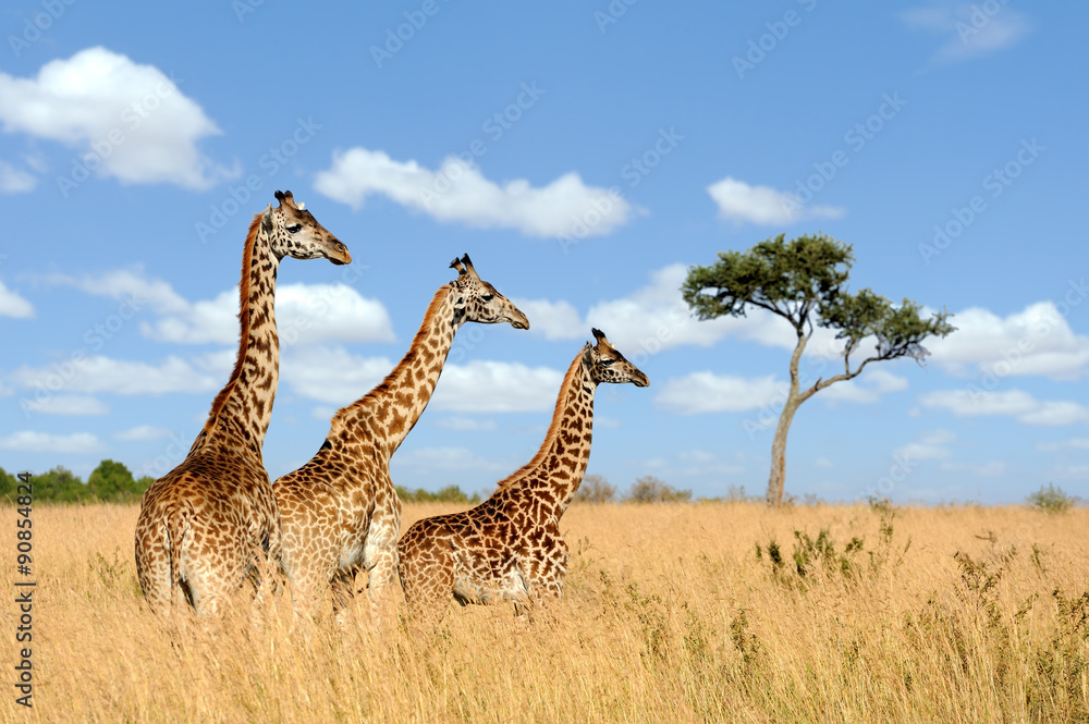 Canvas Prints Giraffe