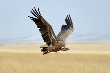 Vulture