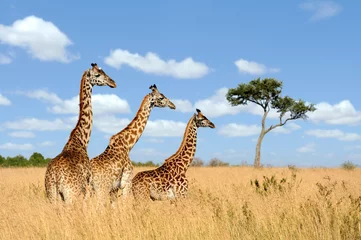 Deurstickers Giraf Giraffe