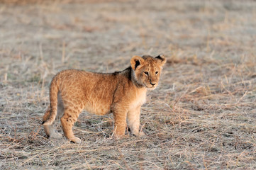 Lion cub