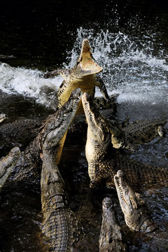 Group crocodile