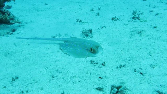 Blaupunktrochen - Taeniura lymma