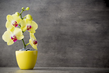 Yellow orchid on the grey background. © gitusik