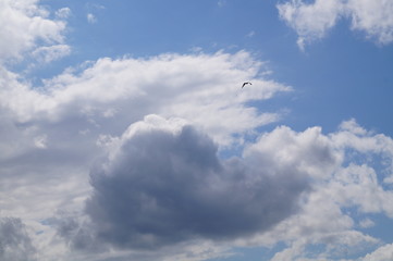 Kite in the clouds / Коршун в облаках