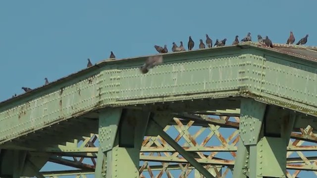 Birds sit atop the Beaver Bridge in Bridgewater, Pennsylvania.