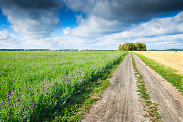 Summer landscape with country road. On both sides fields of stubble and cultivation of alfalfa....