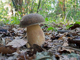 Boletus aereus, aka dark cep or bronze bolete, black porcino edible mushroom.