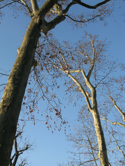 Two trees beautifully shaped bending towards each other and blue sky.