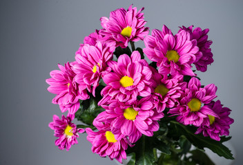 branch of purple chrysanthemum daisies closeup with shallow dept