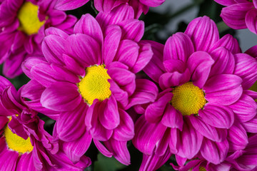 purple chrysanthemum daisies closeup with shallow depth of field