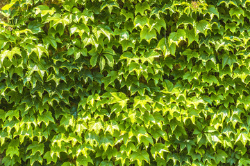 Green leaves
