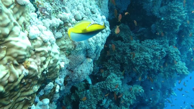 F&auml;hnchen-Falterfisch (Chaetodon auriga)