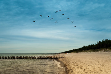flying birds in the group © summit fever