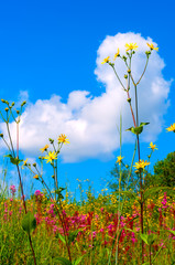 Summer wildflowers