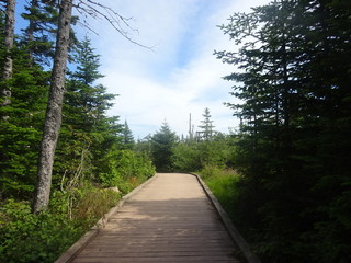 Passerelle en bois entre la verdure