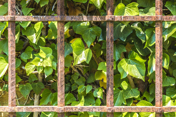 Old fence in a garden