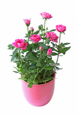 Mini rosier en pot